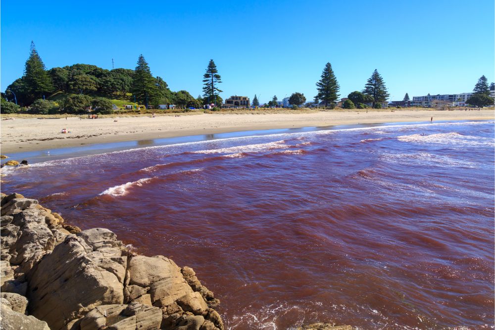 red tide in beach shore
