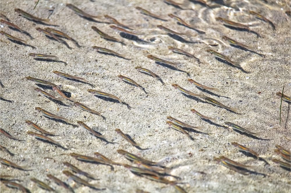 small fishes on shallow water