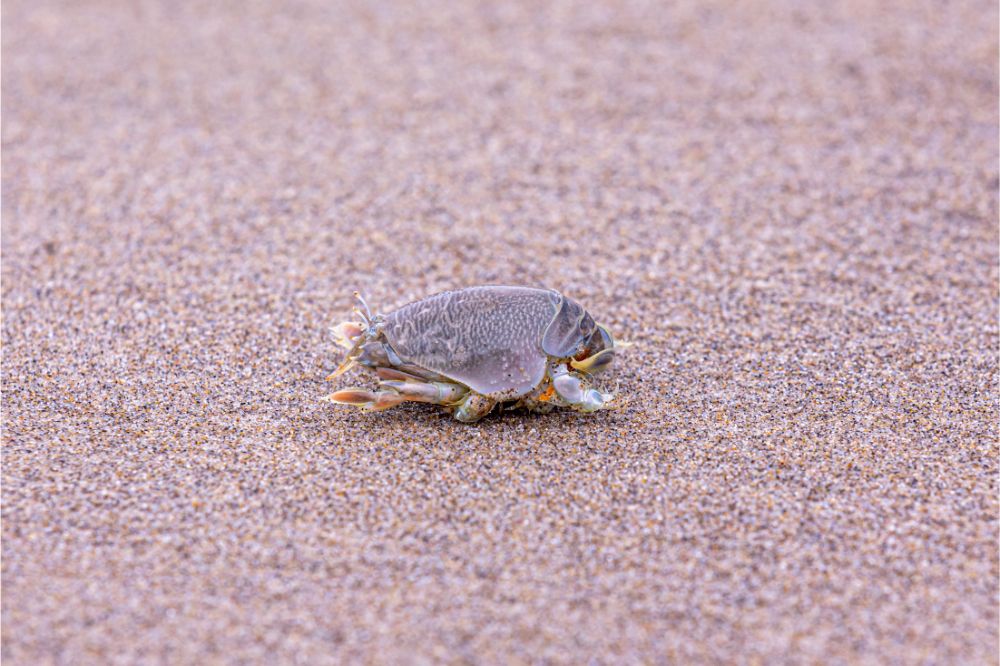 Up close photo of a mole (sand) crab